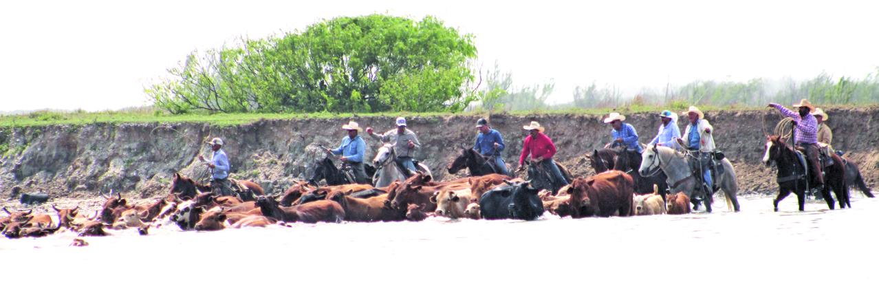 Sentinel Photo/Jessica Shepard  Cowboys herd Huebner Cattle Drive (top and bottom) into the Colorado River across from LCRA Matagorda Bay Nature Park. Riders on the other side of the river will move the cattle into a nearby pen near Jetty Park.